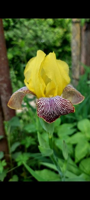 Іриси великорослі