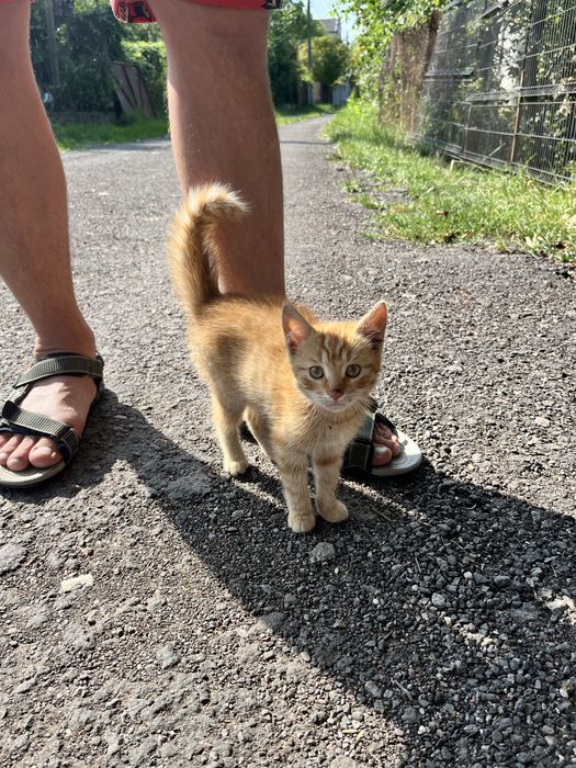 Кошенята, кішка, кіт безкоштовно