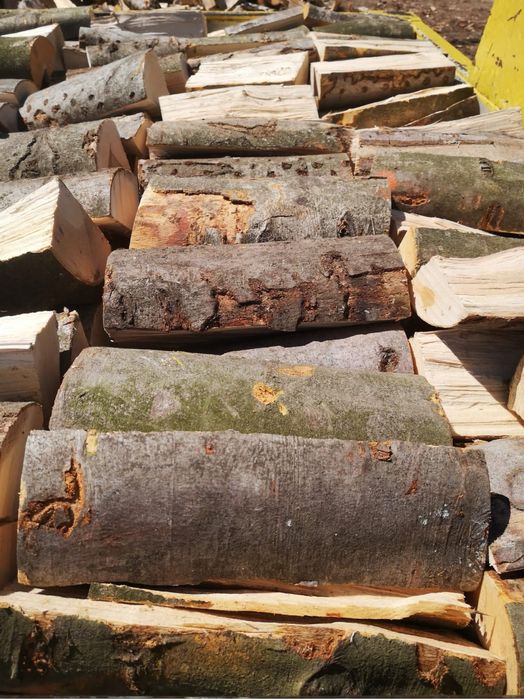 Buk dąb grab [AKTUALNE]