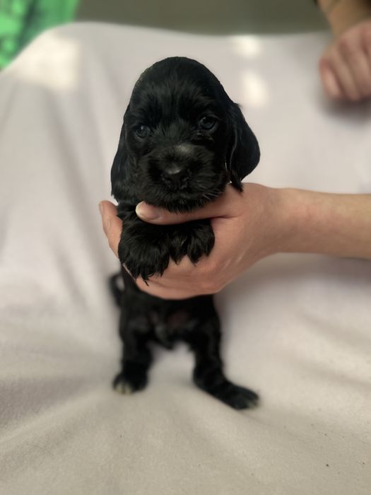 Cocker Spaniel Angielski