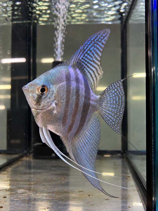 Skalar Zebra - Pterophyllum scalare
