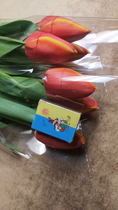 Продам луковицу тюльпана
