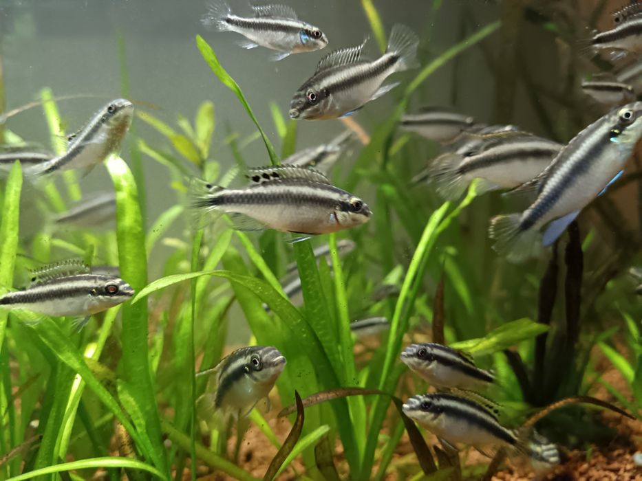 Kribensis (Pelvicachromis pulcher)