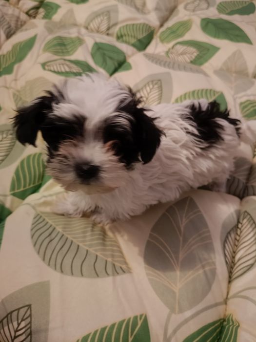 Oddam pieski w dobre ręce.