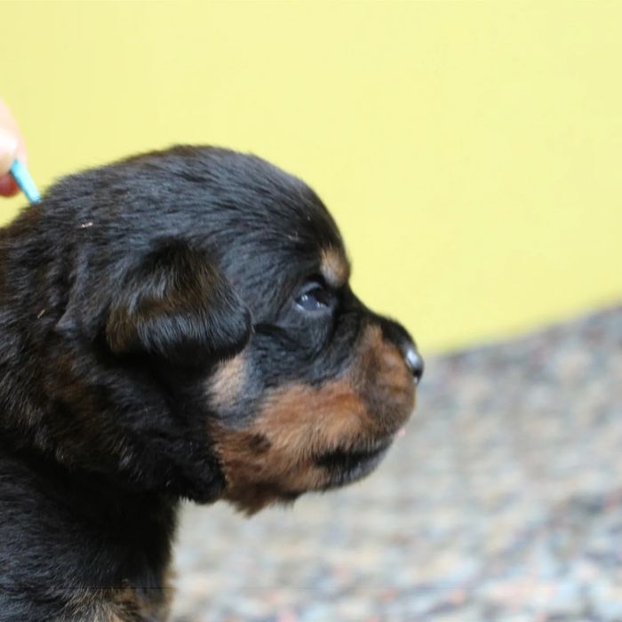 Цуцики ротвейлера