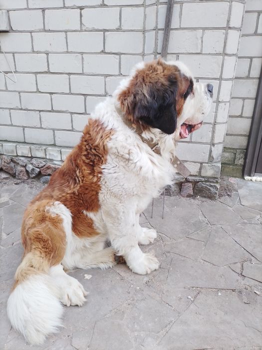 Вязка Сербернар ждёт невесту