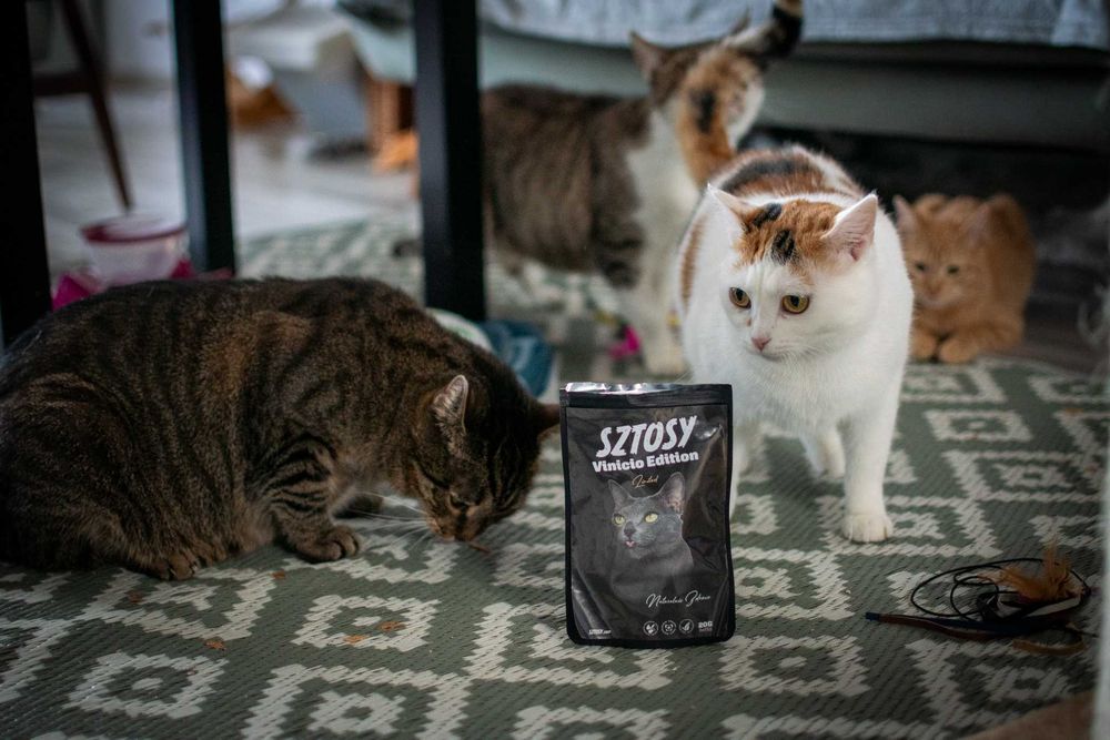 Trikolorka szuka domu!