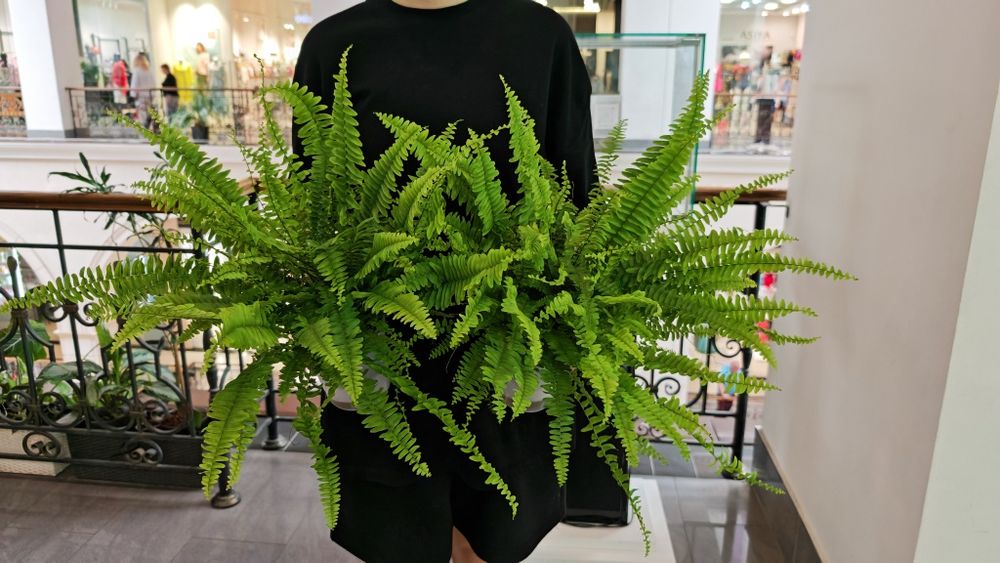 Папороть Green Lady