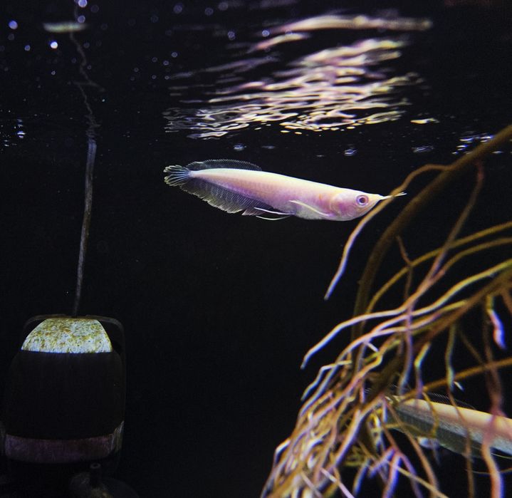 Arowana srebrna gold