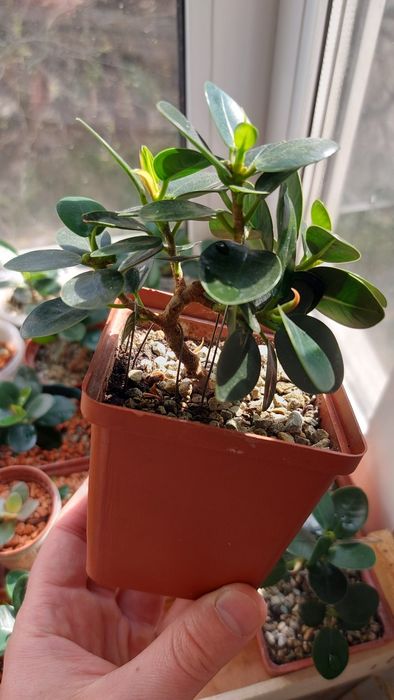 Фикус Панда (Ficus Panda)