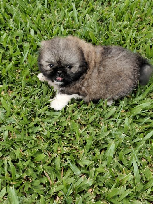 Shih-Tzu fêmea  disponível