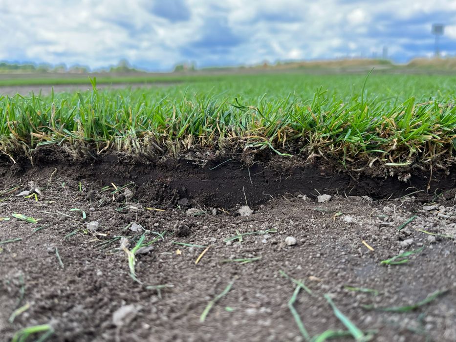 Trawnik w rolce trawa z rolki