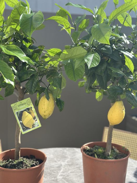 Limoeiros anões com fruto