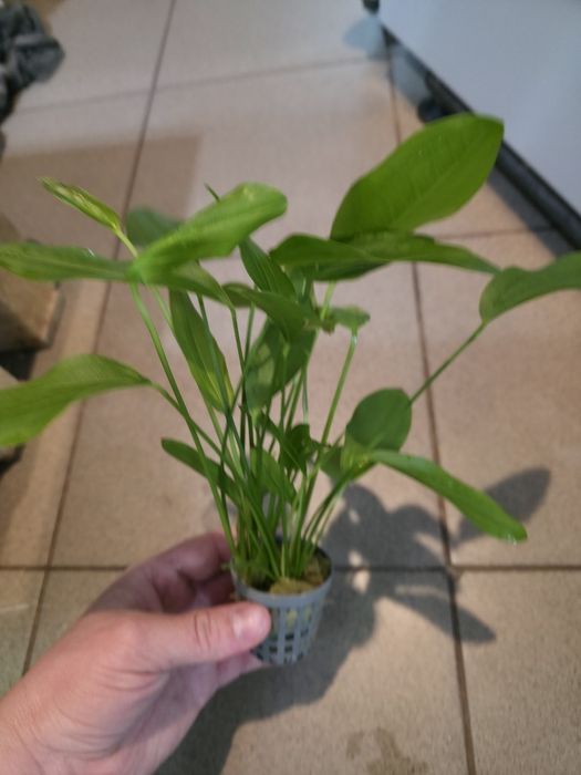 Echinodorus argentinensis