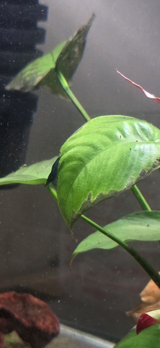 Neocaridina Blue Dream - High Grade.