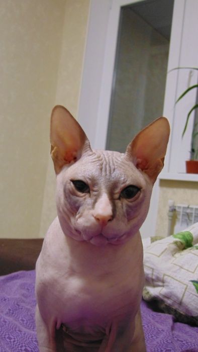 вязка донской сфинкс