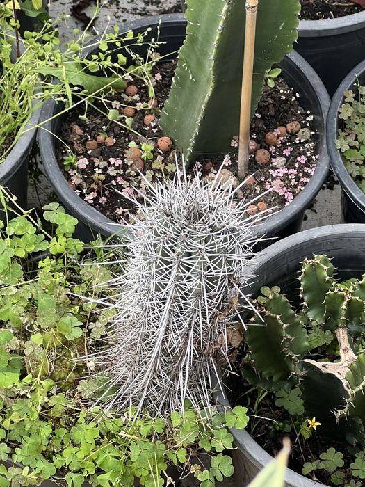 Cactos e suculentas