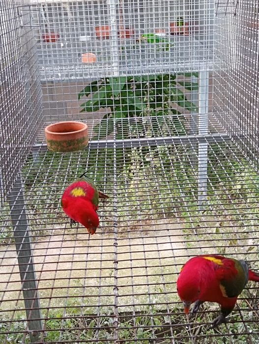 Casal reprodutor de loris garrulos