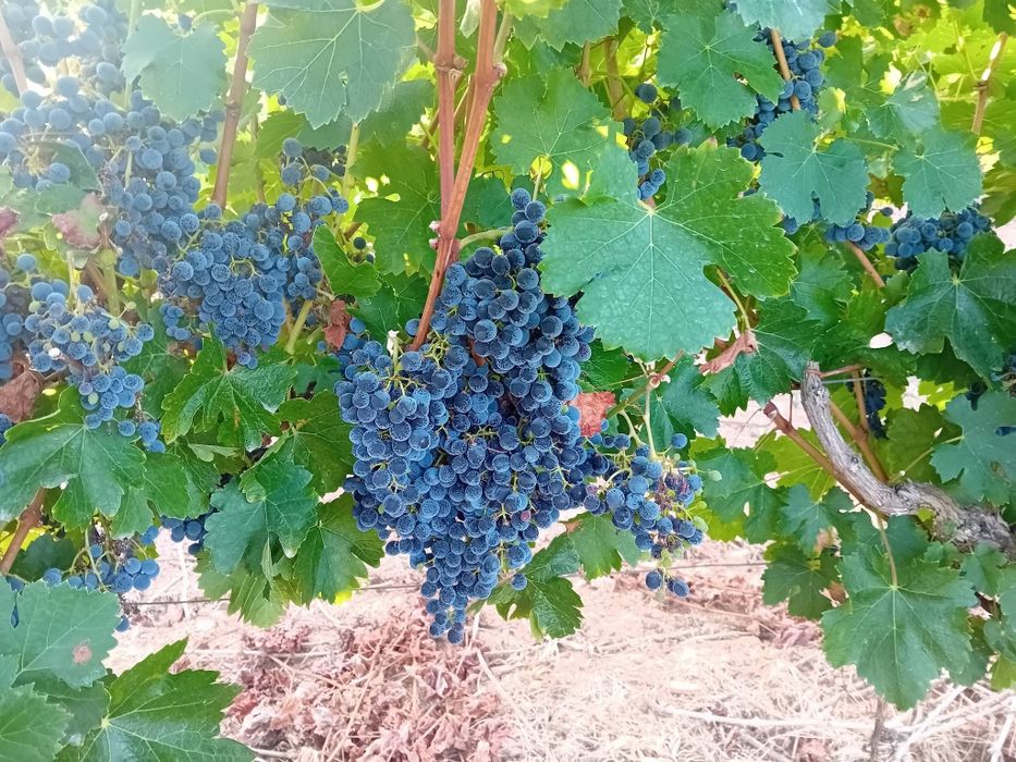 Uvas tintas . Em Penacova . Cerca de 1500kg