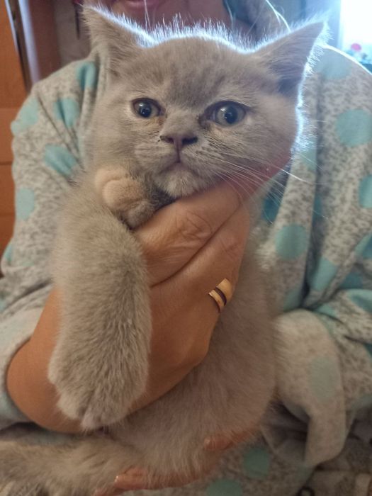 Шотландские котята