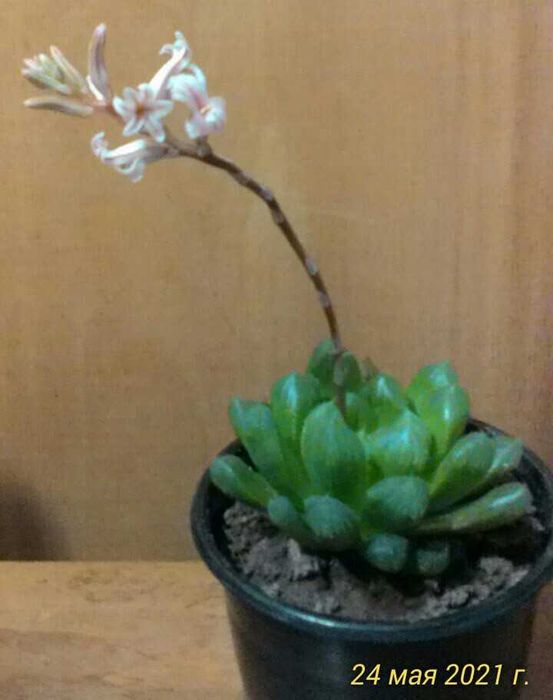 хавортії Купера, алое Дескоингса, седум Нуссбаумера