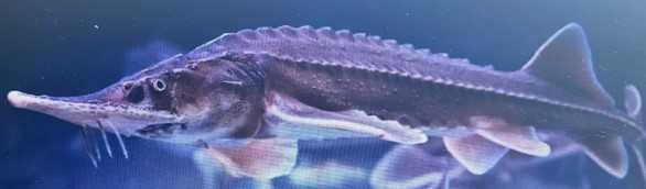 Jesiotr Syberyjski - ok.25cm - Dostępny na miejscu