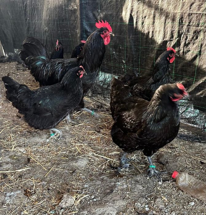 Jersey gigante Negro