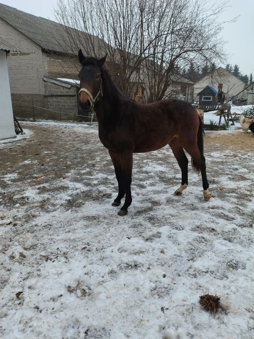 Klacz 3/4 Śląska po Belweder