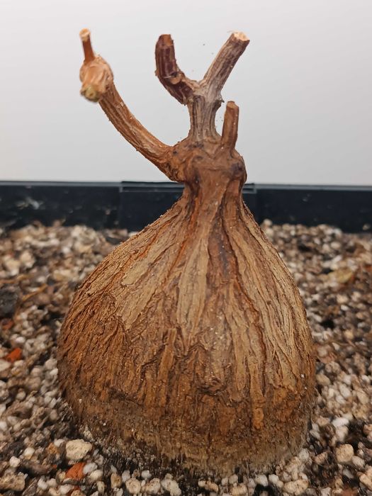 Petopentia natalensis