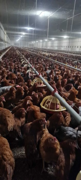 Kury Nioski z wolnego wybiegu Rossa Messa Sendy prosto od hodowcy !