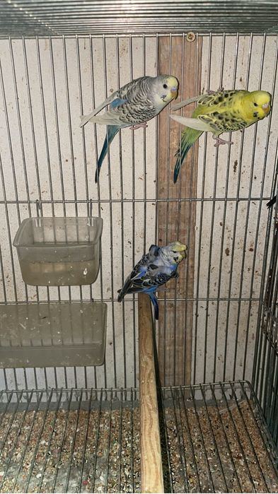 Periquiros horogromos / poupas