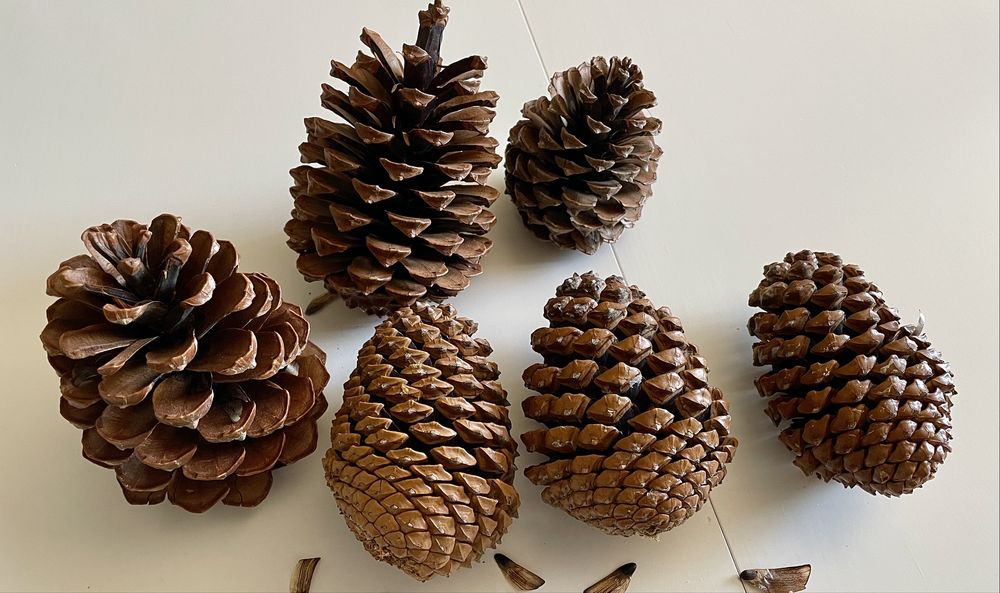 Duże naturalne szyszki dekoracyjne 9 sztuk