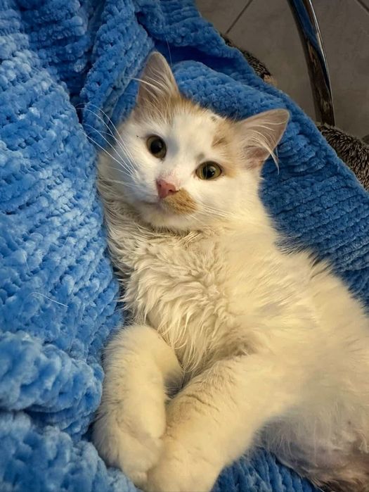 Киця у добрі руки