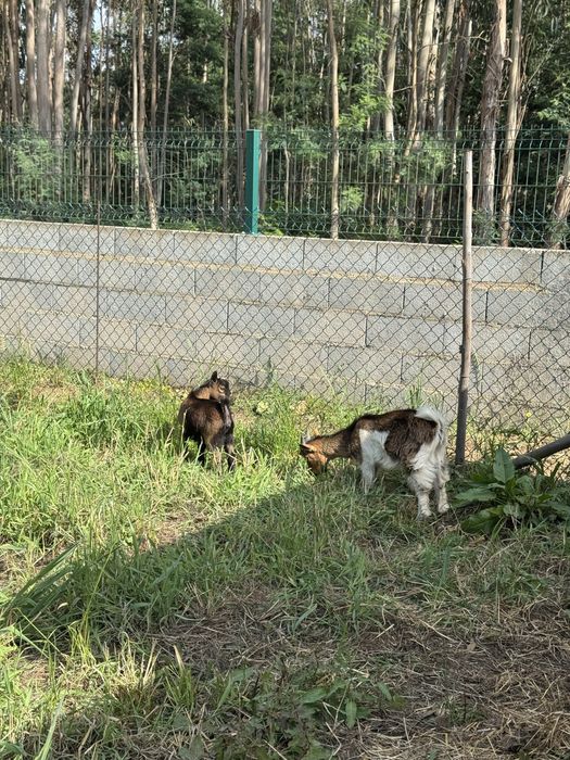 Casal cabras anãs