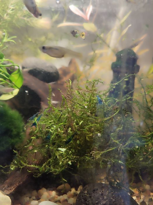 Krewetki Blue Velvet