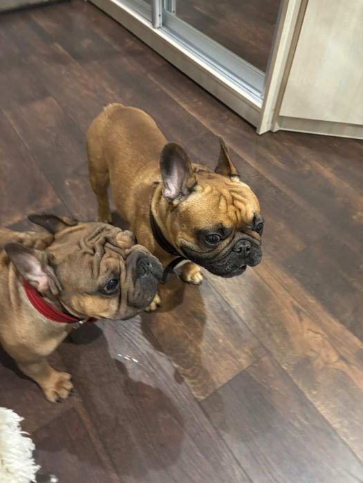 Цуценята французького бульдога
