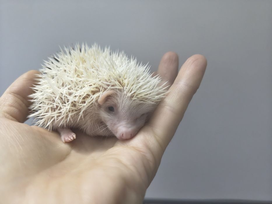 Jeż pigmejski Warszawa Kraków Toruń Kielce Lublin