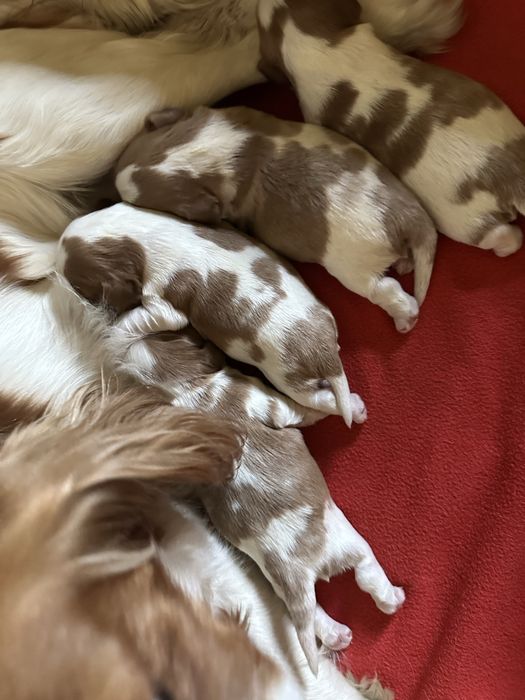 Cavalier King Charles spaniel rezerwacja