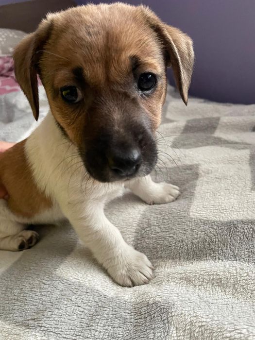 Jack russell terrier szczeniaki