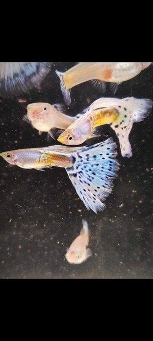 Gupik , gupiki Metal blue grass lace