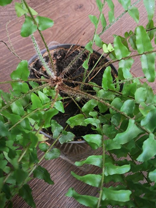 Папоротник комнатный