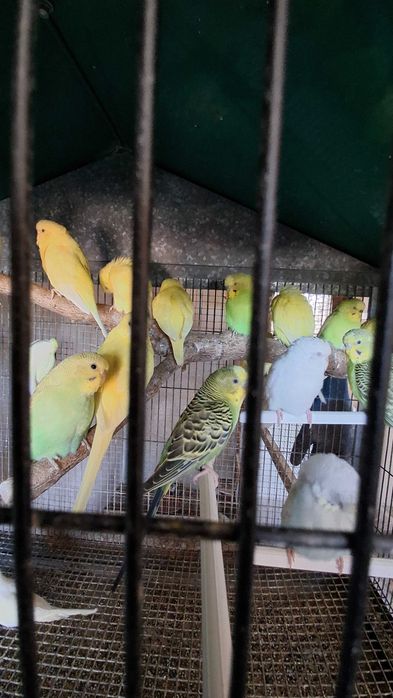 Animais para voarem para outras quintas