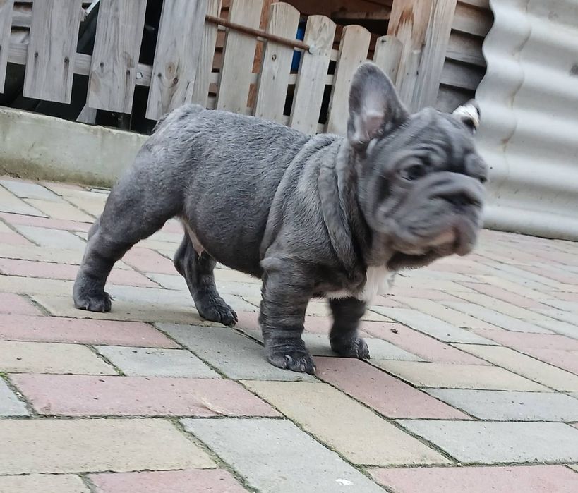 Гарний малюк французький бульдог