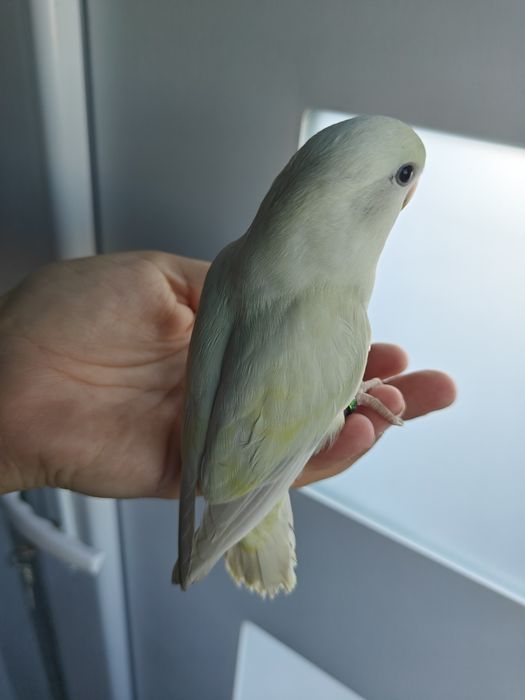 Agapórnis Domesticados