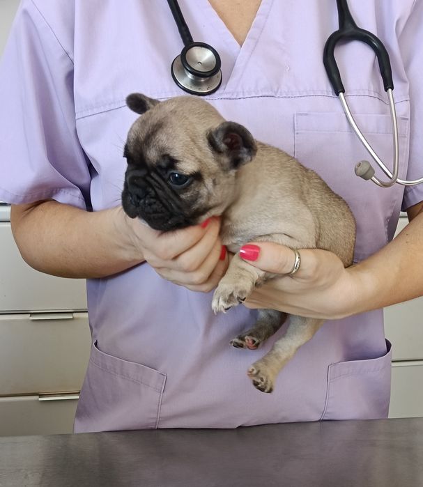 bulldog francês fêmea com microchip valor negociável