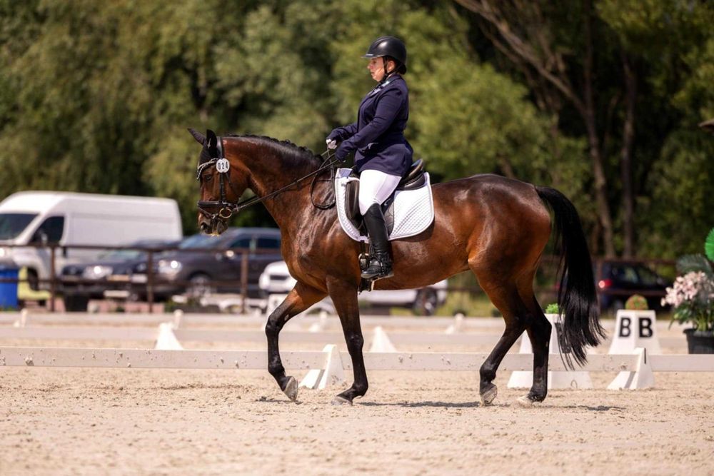 Grzeczna klacz na sprzedaż