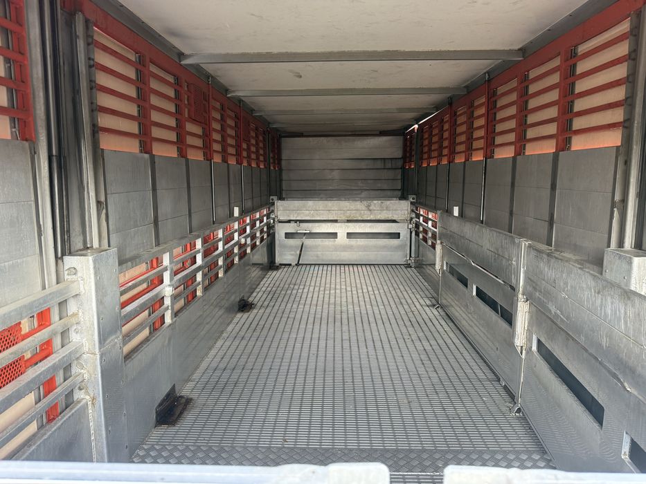 Scania P360 transporte gado