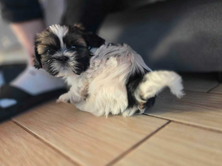 sprzedam szczeniaki shih tzu