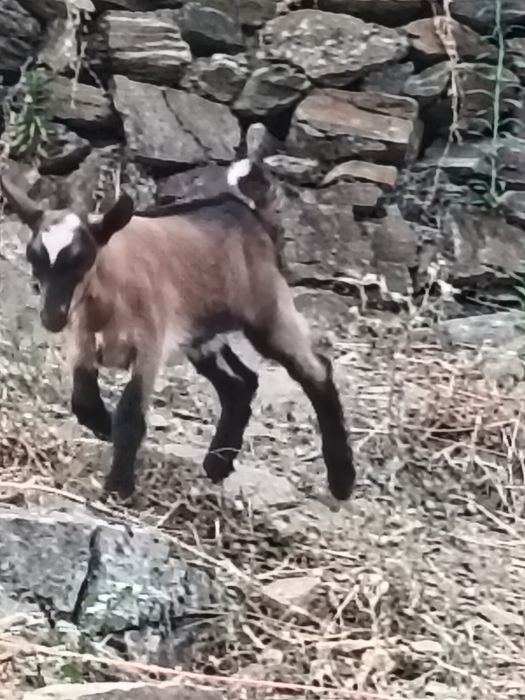 Cabrito Murciano