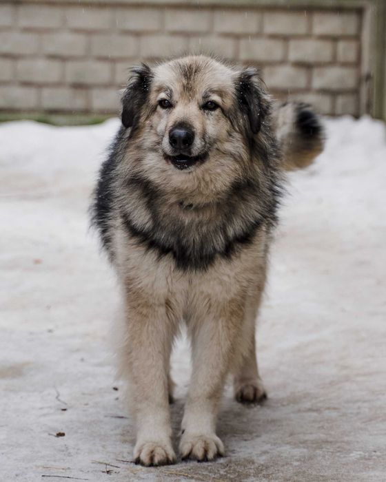 Puchata suczka Maili szuka odpowiedzialnego domu